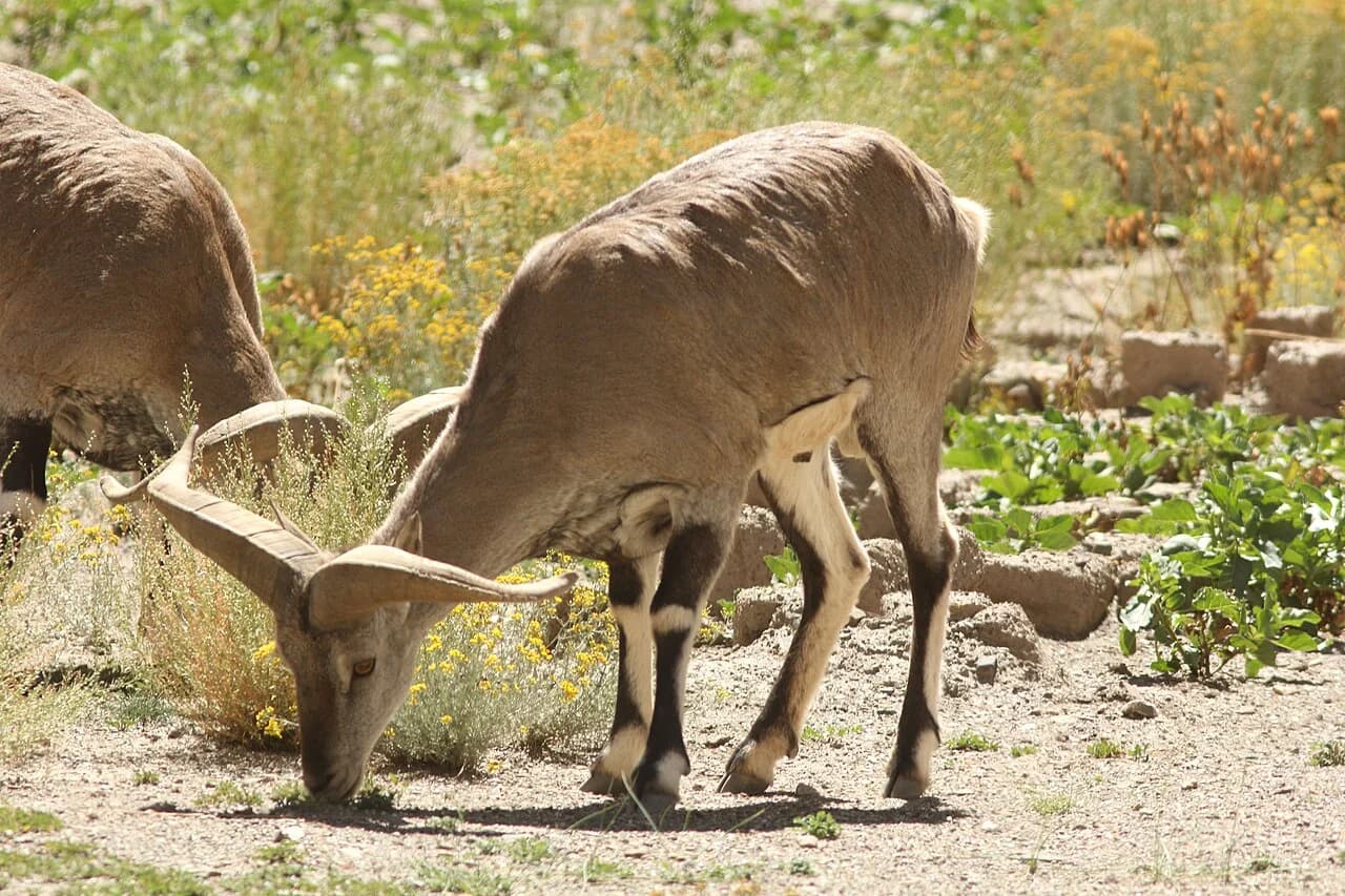 Bharal, or blue sheep, on a mountain slope in Ladakh