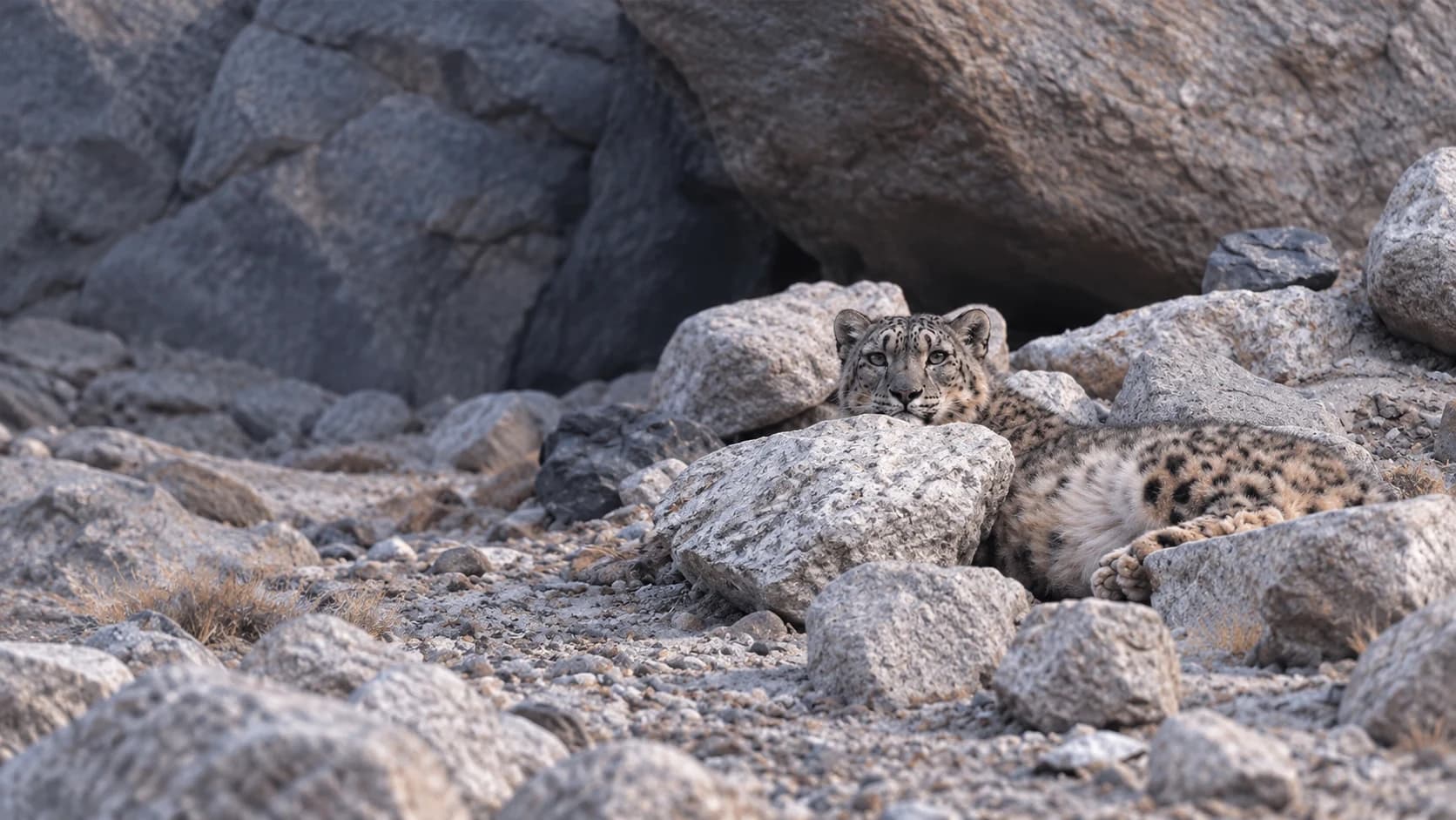 Snow leopard resting among pale Himalayan rocks