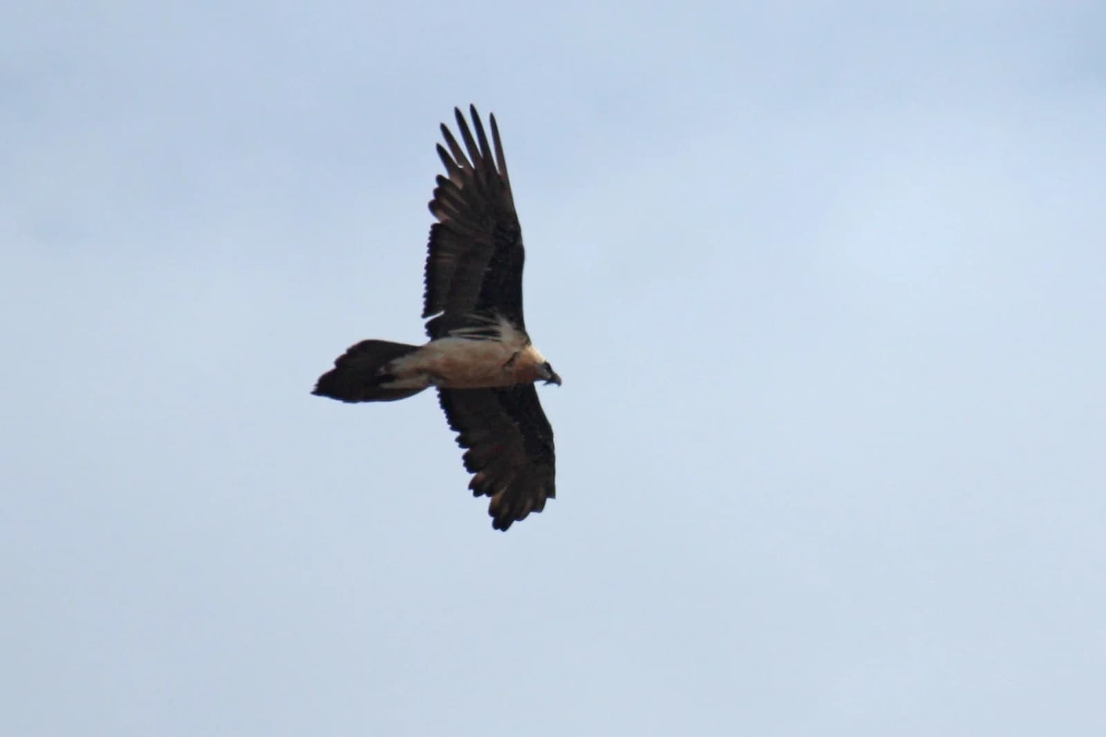 A lammergeier soaring with its wings spread above Mongolia