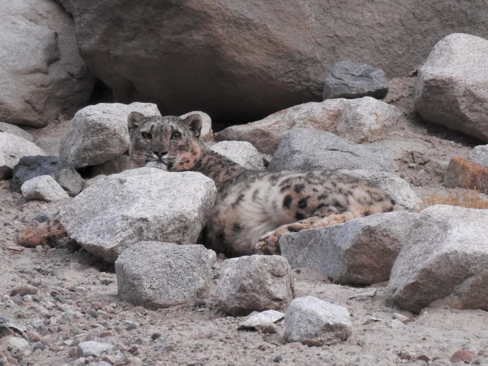 A wild snow leopard resting on a rocky slope in Ladakh