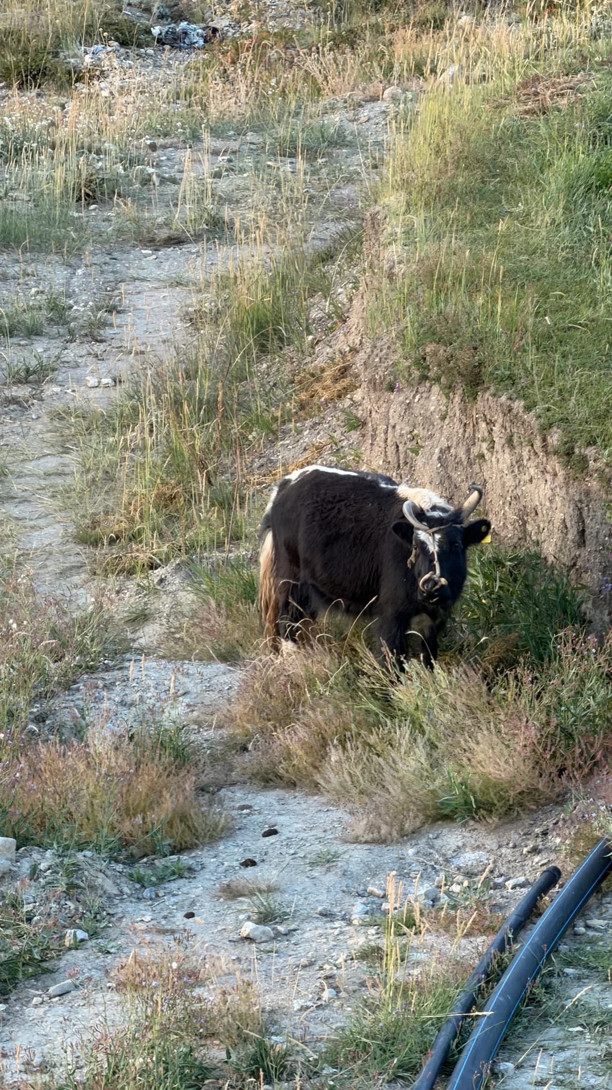 A yak grazing beside a village path